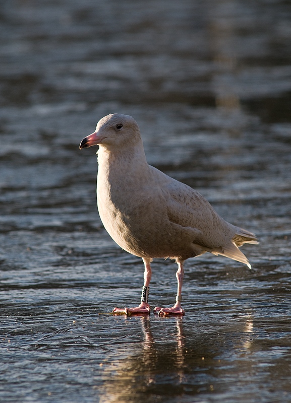 Polarmåke - Glaucous Gull (Larus hyperboreus).jpg